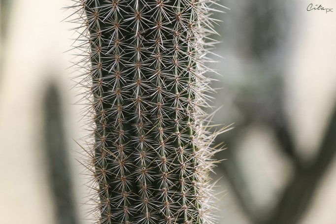 Cactus au jardin botanique du Mount Coot-Tha