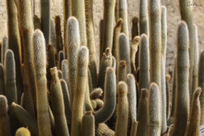 Cactus au jardin botanique du Mount Coot-Tha