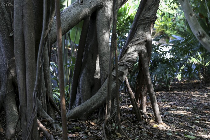 Les racines des arbres sont fascinantes (Jardin botanique du Mount Coot-Tha)