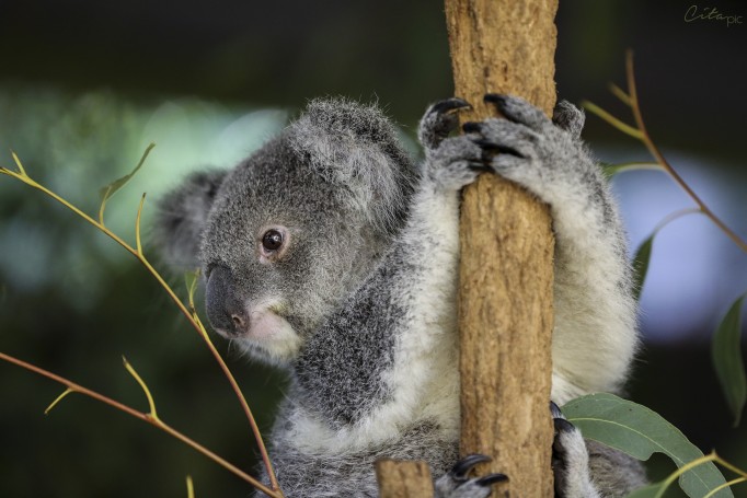 Bébé koala - Lone Pine Koala Sanctuary