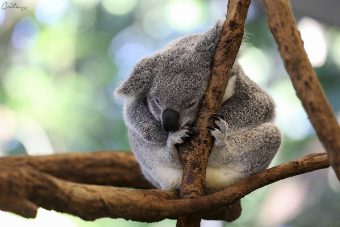 Avec la destruction de leur habitat, les koalas se déplacent de plus en plus pour trouver leur nourriture - Lone Pine Koala Sanctuary
