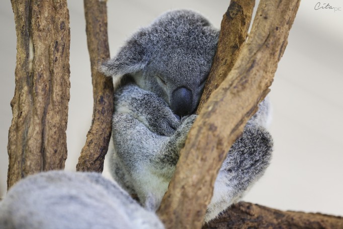 Koala qui dort - Lone Pine Koala Sanctuary