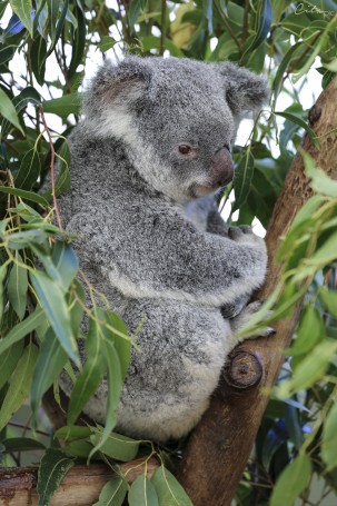 Lorsqu'un koala est régulièrement stressé, il devient vulnérable aux maladies comme la chlamydia - Lone Pine Koala Sanctuary