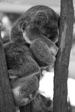 Deux koalas qui dorment - Lone Pine Koala Sanctuary