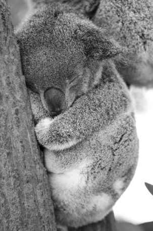 Un koala vit entre 8 et 10 ans - Lone Pine Koala Sanctuary