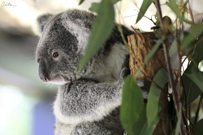Après la destruction de leur habitat, la plus grande menace des koalas sont les voitures et les chiens - Lone Pine Koala Sanctuary