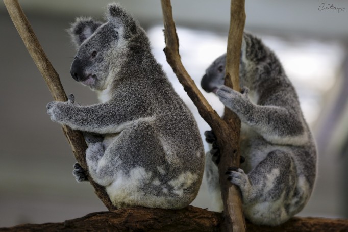 Deux koalas curieux qui observent la foule - Lone Pine Koala Sanctuary