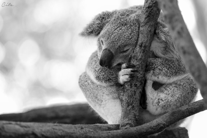 Le koala est une espèce protégée, mais son habitat ne l'est pas - Lone Pine Koala Sanctuary