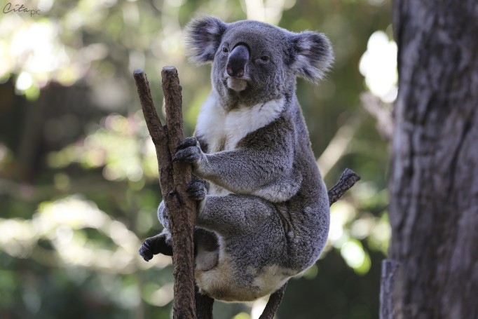 Un koala qui observe son public - Lone Pine Koala Sanctuary