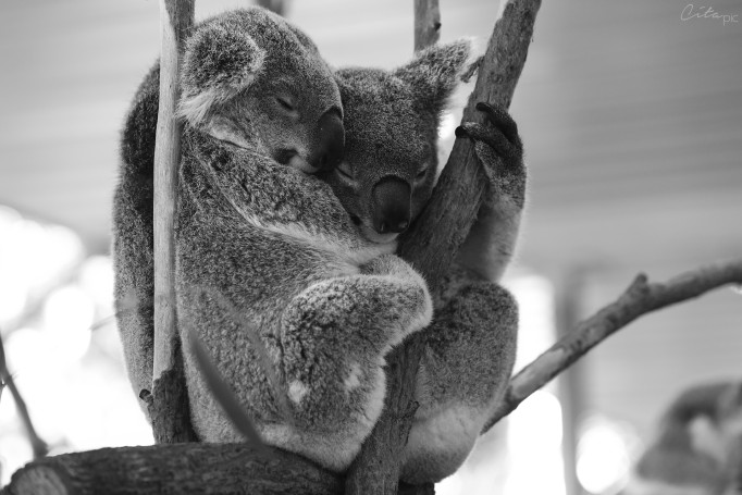 Entre 1997 et 2008, plus de 3'700 koalas ont été renversés par des voitures. Moins de 15% ont survécu - Lone Pine Koala Sanctuary