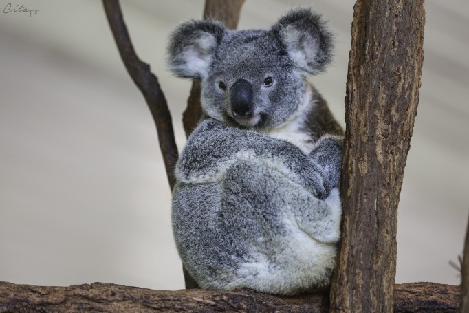 Un koala qui se réveille de sa sieste - Lone Pine Koala Sanctuary