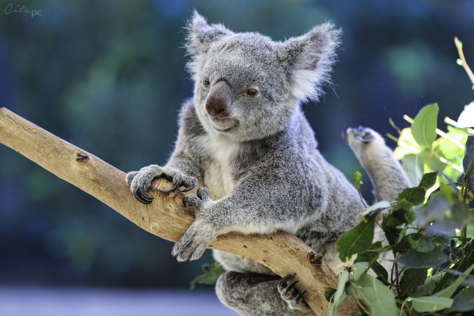 Un koala qui se gratte - Lone Pine Koala Sanctuary