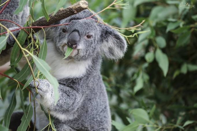 Parmi plus de 100 espèces d'eucalyptus, le koala n'en mange que quelques-unes - Lone Pine Koala Sanctuary