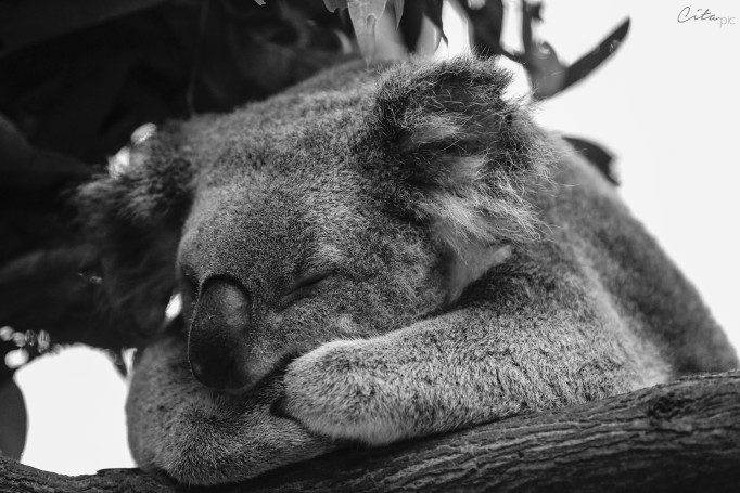 Entre 1997 et 2008, plus de 1'200 koalas ont été attaqués par des chiens. Moins de 23% ont survécu - Daisy Hill Koala Centre