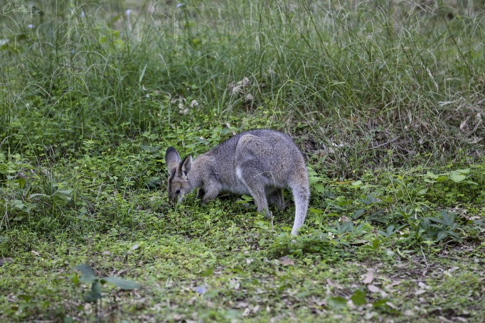Wallaby sauvage qui mange - Daisy Hill Conservation Park