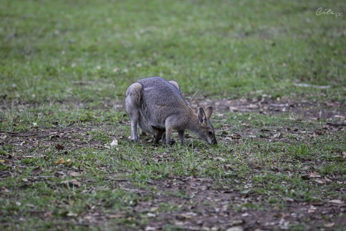 Wallaby sauvage avec son bébé - Daisy Hill Conservation Park