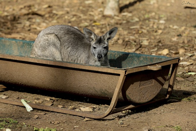 Un kangourou qui se prélasse au soleil - Cooberrie Park Wildlife Sanctuary
