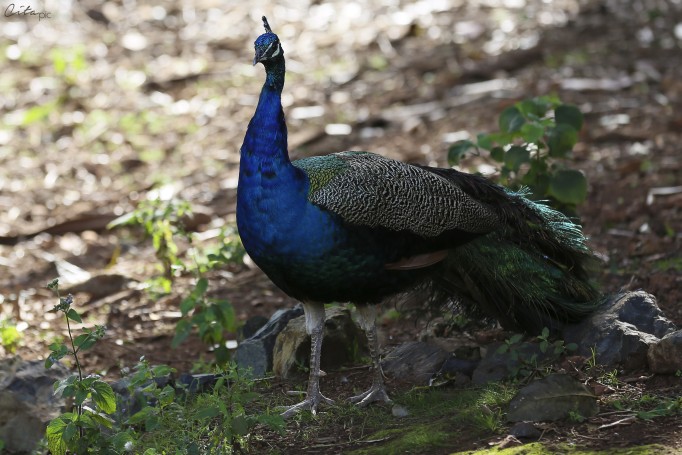 Paon bleu - Cooberrie Park Wildlife Sanctuary