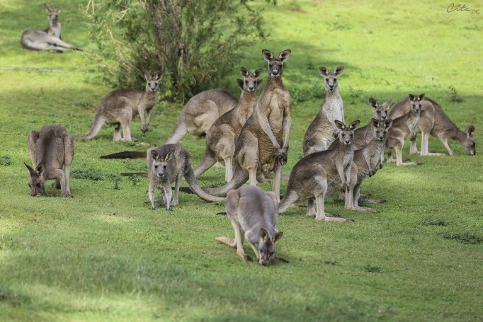 Kangourous - Cooberrie Park Wildlife Sanctuary