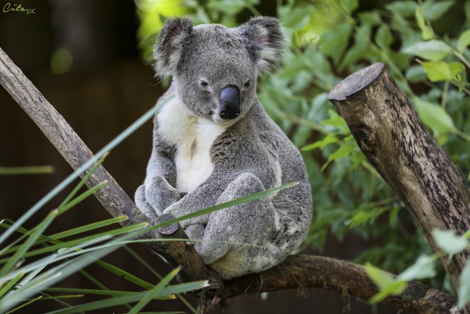 Koala - Cooberrie Park Wildlife Sanctuary