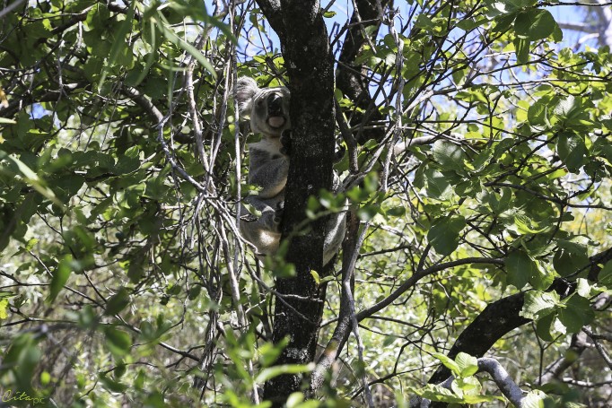 Koala sauvage entre Arthur et Florence Bay - Magnetic Island