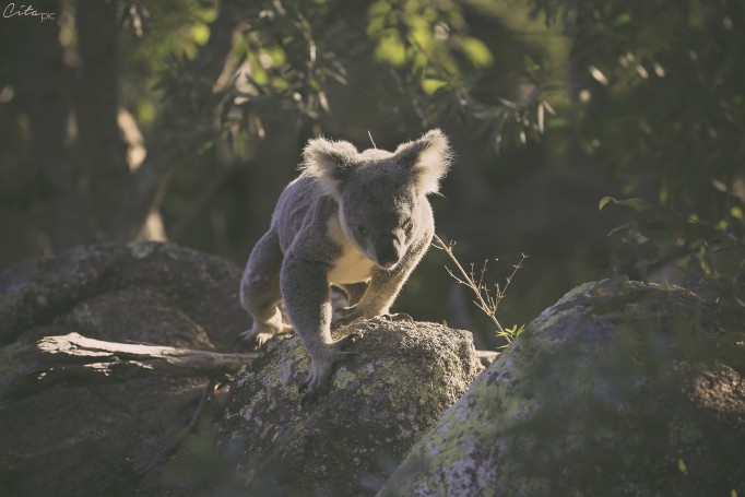Koala sauvage (filtre) - The Forts