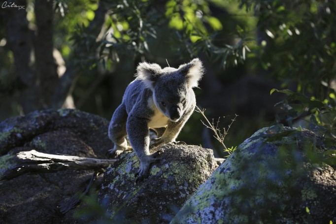 Koala sauvage - The Forts