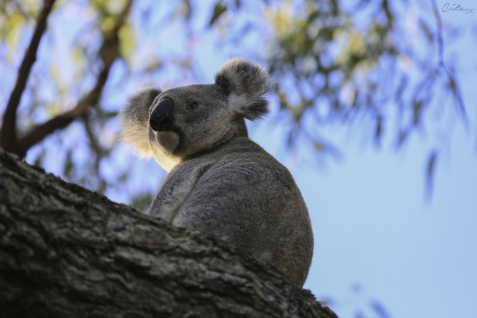 Koala sauvage - The Forts