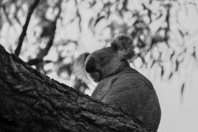 Un koala très méditatif (noir, blanc) - The Forts