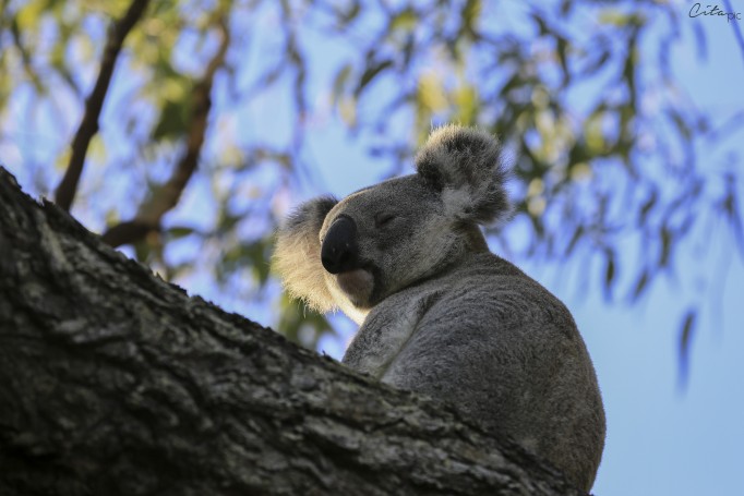 Un koala très méditatif - The Forts