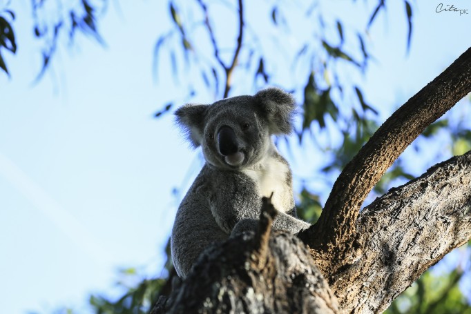 Un koala sauvage très curieux - The Forts