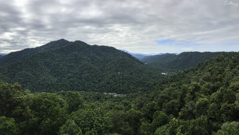 La Mamu Tropical Skywalk permet de contempler la forêt tropicale de Daintree depuis le haut