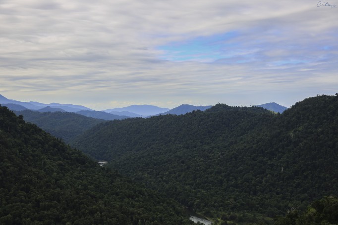 Vue sur la forêt de Daintree depuis la tour de Mamu Tropical Skywalk