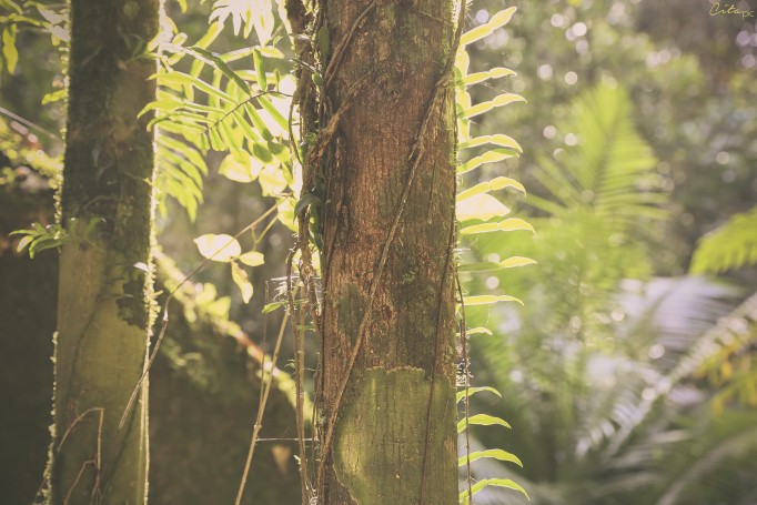 Il est possible d'assister à des jeux de lumière incroyable dans une forêt tropicale comme Daintree (Mossman Gorge)