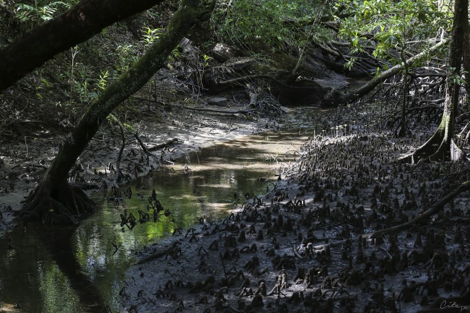 La forêt de Daintree abrite des mangroves (Marrdja Botanical Boardwalk)