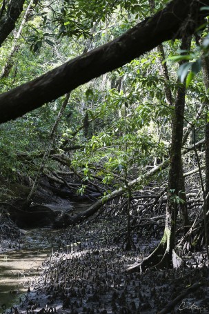 Les mangroves sont parmi les écosystèmes les plus productifs en biomasse de notre planète (Marrdja Botanical Boardwalk)