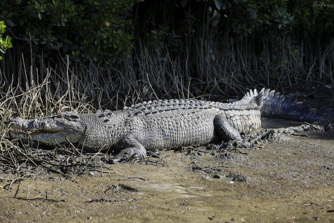 Le crocodile est une espèce très intelligente qui fait le minimum d'effort pour capturer sa proie