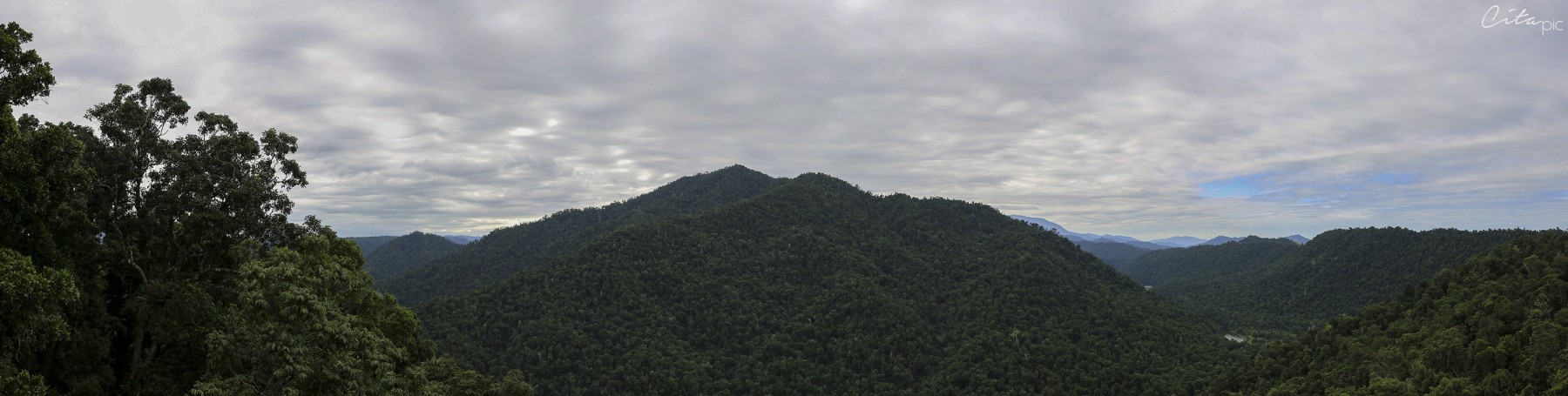 Vue panoramique sur la forêt de Daintree depuis la tour de Mamu Tropical Skywalk